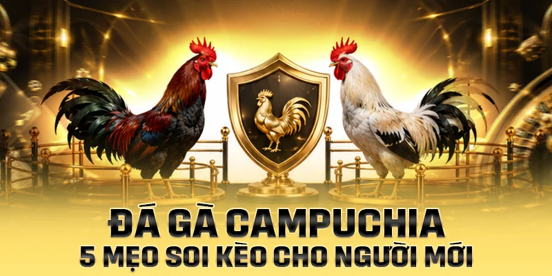 Tổng hợp các mẹo soi kèo đá gà Campuchia hiệu quả dành cho người chơi mới